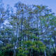 Big Cypress