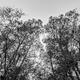 Rising Cypress - Black and White