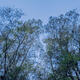 Rising Cypress
