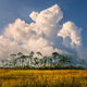 Everglades Morning