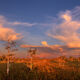 Everglades Sunrise