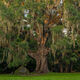 Fairchild Oak Panoramic
