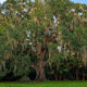 Fairchild Oak