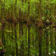 Highlands Hammock
