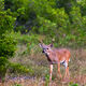 Buck Strut