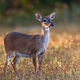 Morning Doe