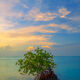 Mangrove Sunset