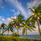 Eight Palms