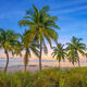 Beach Palms