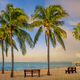 Palm Tree Sunrise