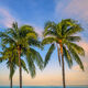 Morning Palms