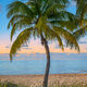 Little Palm