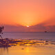 Mangrove Sunrise