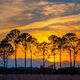 Sunset Pines