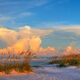 Gulf Coast Sea Oats