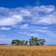 Prairie Palms