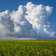 River of Grass