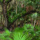 Oak and Palmetto