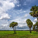 Myakka Palms