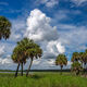 Myakka Marsh