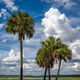 Myakka Skies