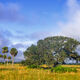 Sabals and Oak
