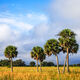 Morning Sabal Palms