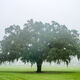 Foggy Oak