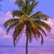 Lonely Palm