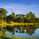 Pine Reflections