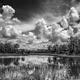 Webb Lake Drama - Black and White
