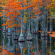 Orange Fall