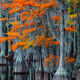 Cypress Closeup