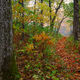 The Trail