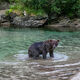 Bear Pool