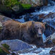Bear In The Rocks