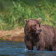 Patient Bear