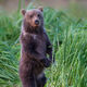 Paused Cub