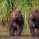 Watching Mom Fish