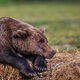 Pooped Out Bear