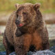 Lipstick On A Bear