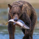 Salmon Dinner