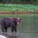 River Wading