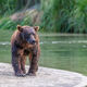 Beach Bear