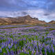 Endless Lupines