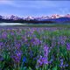 Purple Spring