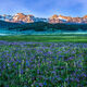 Idaho Flowers