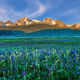 Mountain Flowers