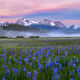 Blue Sunrise