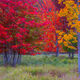 Jesup Path